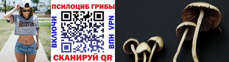 hydra онион  Покров  Псилоцибиновые грибы GOLDEN TEACHER  купить наркотики цена 